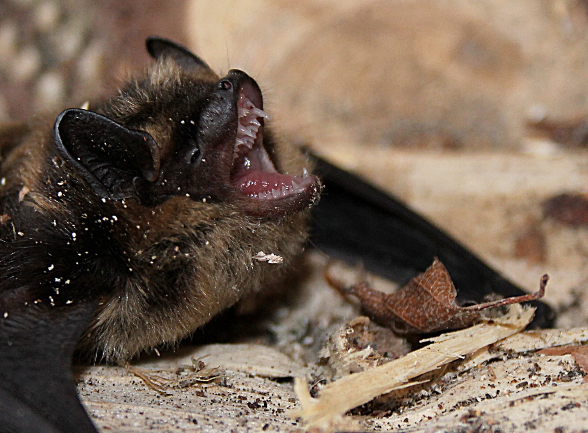 En fladdermus med öppen mun