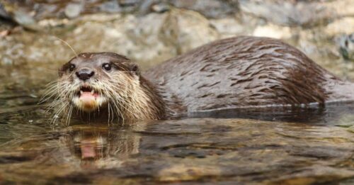 Utter simmar i vattnet