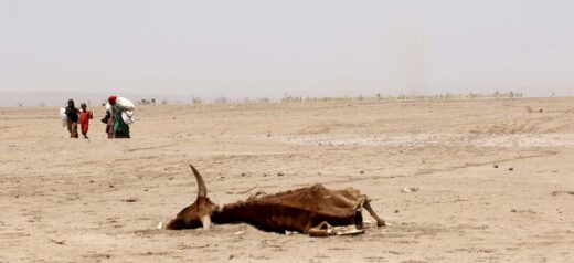 Ett dragdjur har dött i en sandöken