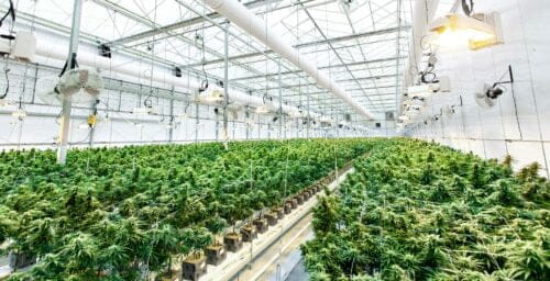 Ett växthus där det odlas stora mängder cannabis