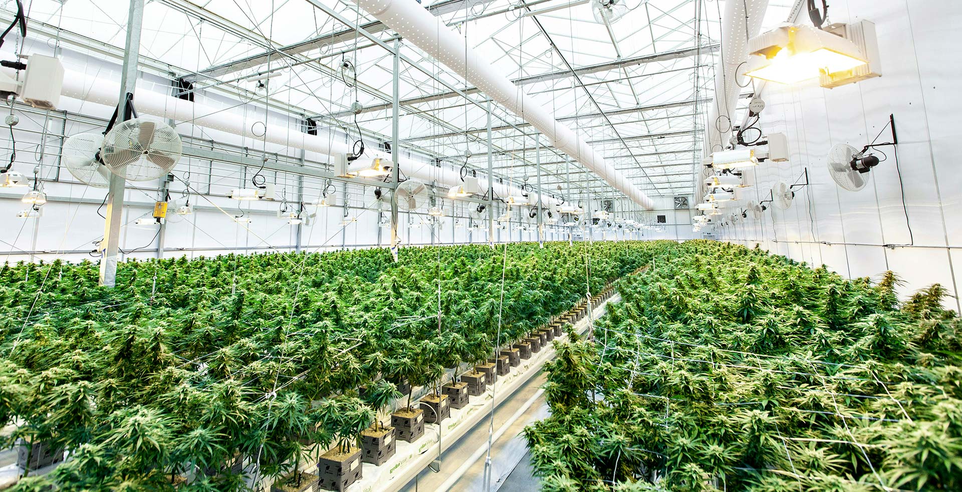 Ett växthus där det odlas stora mängder cannabis